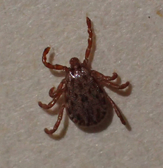 Dermacentor occidentalis