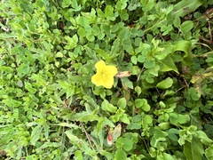 Oenothera laciniata