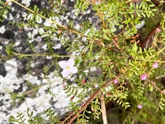 Boronia galbraithiae