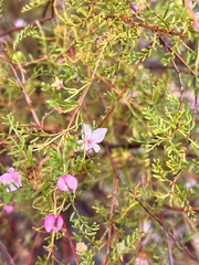 Boronia galbraithiae