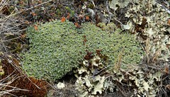 Bolax gummifera
