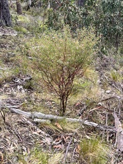 Boronia galbraithiae