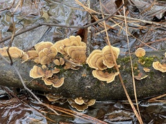Trametes ochracea