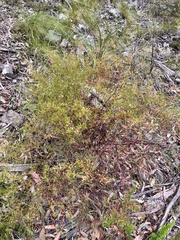 Boronia galbraithiae