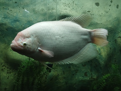 Osphronemus goramy