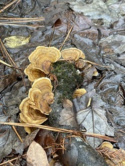 Trametes ochracea