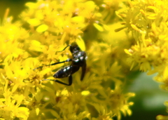 Cratichneumon sublatus