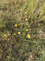 Leptorhynchos squamatus