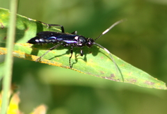 Cratichneumon sublatus