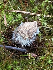 Phycomyces