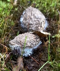 Phycomyces