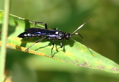 Cratichneumon sublatus