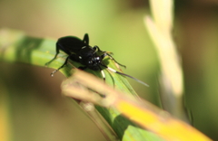Cratichneumon sublatus
