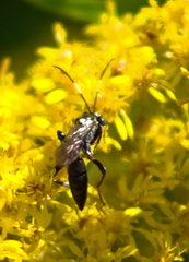 Cratichneumon sublatus