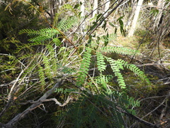 Acacia attenuata