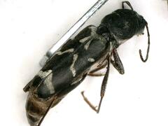 Neoclytus muricatulus