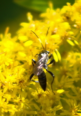 Cratichneumon sublatus