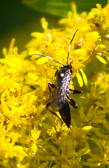 Cratichneumon sublatus