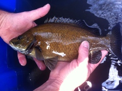 Hephaestus fuliginosus