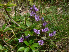 Gentianaceae