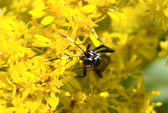 Cratichneumon sublatus