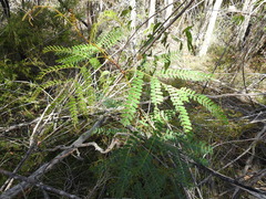Acacia attenuata