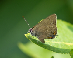 Satyrium edwardsii