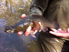 Oxyeleotris lineolata