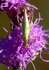 Oecanthus quadripunctatus