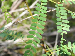 Acacia attenuata