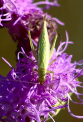 Oecanthus quadripunctatus