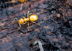 Lasius