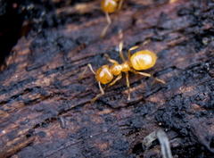 Lasius