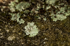 Lepraria finkii