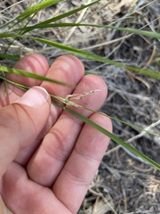 Piptatheropsis micrantha