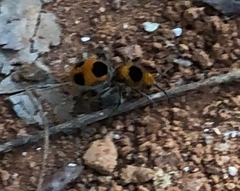 Dasymutilla cressoni