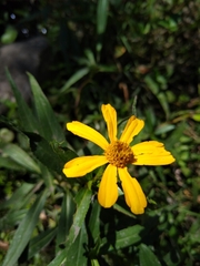 Tagetes persicifolia