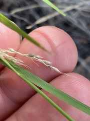 Piptatheropsis micrantha