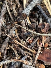 Formica rufa