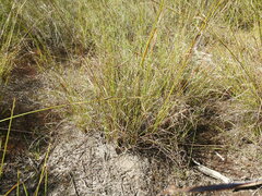 Schoenus calostachyus