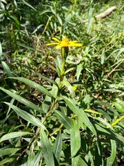 Tagetes persicifolia
