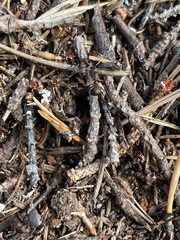 Formica rufa