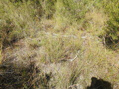 Schoenus calostachyus