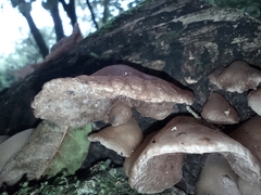 Fungi