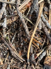 Formica rufa