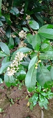 Ardisia compressa