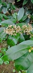 Ardisia compressa