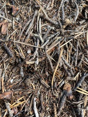Formica rufa