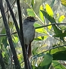 Cincloramphus timoriensis