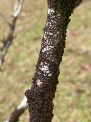 Frullania